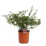 chaenomeles superba red trail fior di pesco cydonia 3