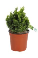 chamaecyparis obtusa aurora 2