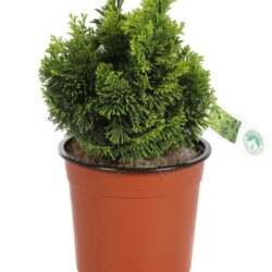chamaecyparis obtusa aurora 2