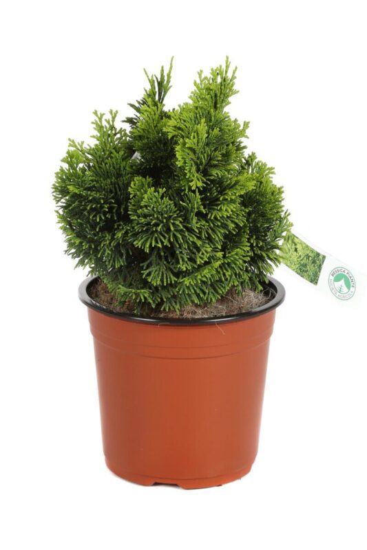 chamaecyparis obtusa aurora 2