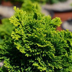 chamaecyparis obtusa aurora