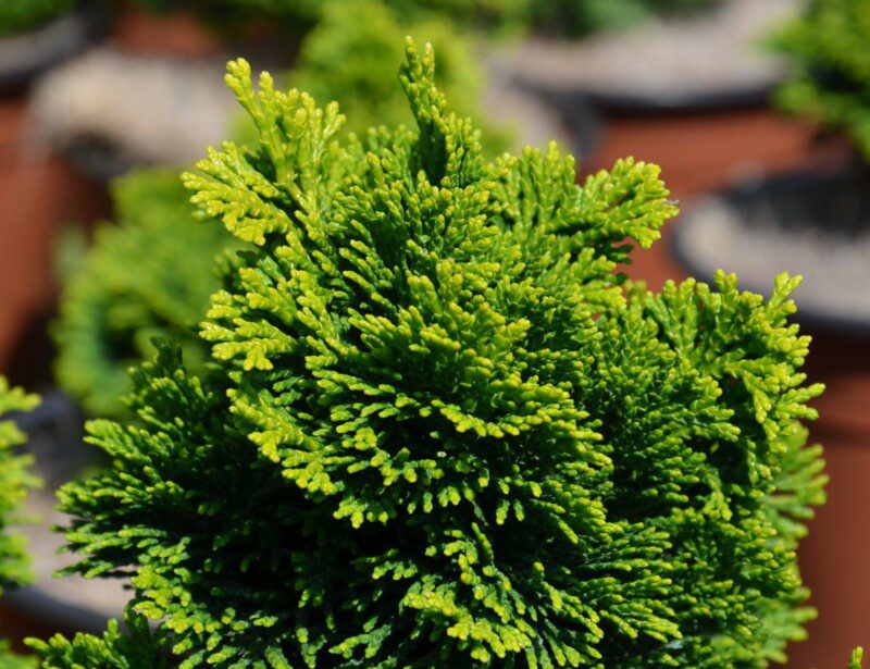 chamaecyparis obtusa aurora