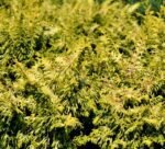 chamaecyparis obtusa fernspray gold