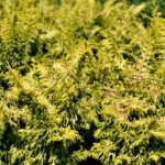 chamaecyparis obtusa fernspray gold