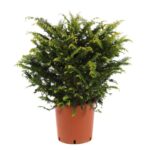 chamaecyparis obtusa fernspray gold 2