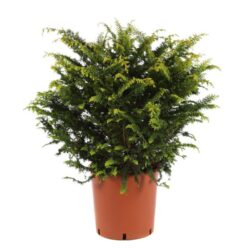 chamaecyparis obtusa fernspray gold 2