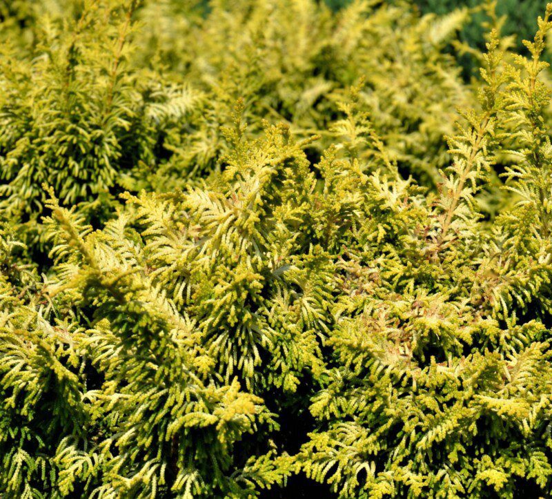 chamaecyparis obtusa fernspray gold chamaecyparis obtusa fernspray gold
