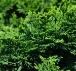 chamaecyparis obtusa nana gracilis 1