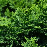 chamaecyparis obtusa nana gracilis 1