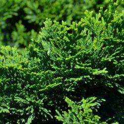 chamaecyparis obtusa nana gracilis 1