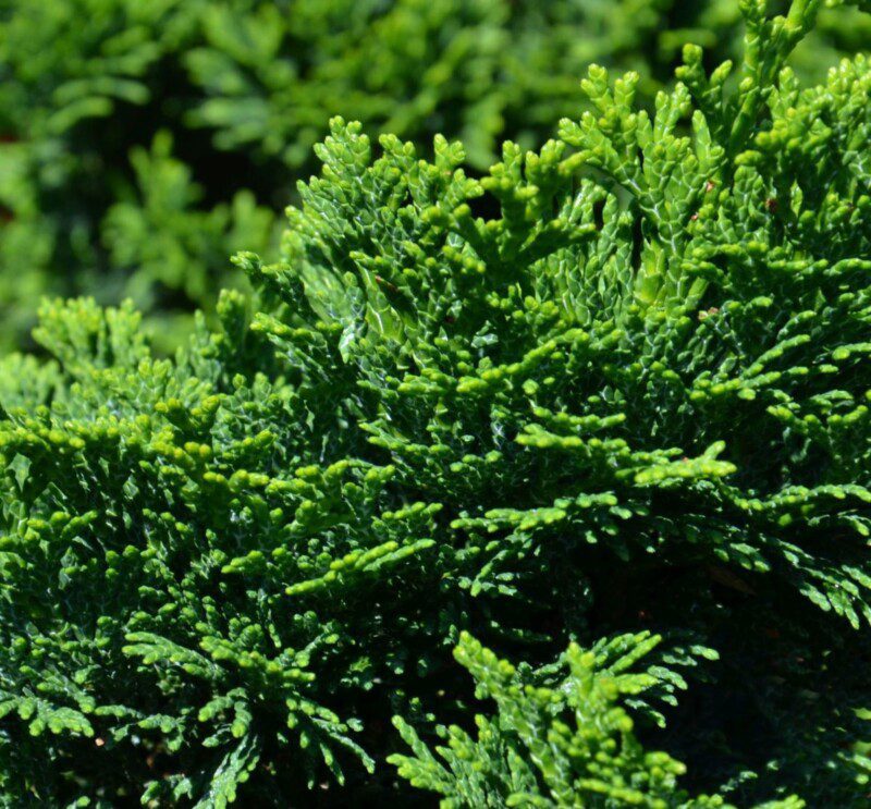 chamaecyparis obtusa nana gracilis 1