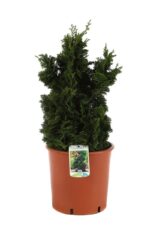 chamaecyparis obtusa nana gracilis