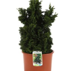 chamaecyparis obtusa nana gracilis