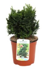 chamaecyparis obtusa nana gracilis 3