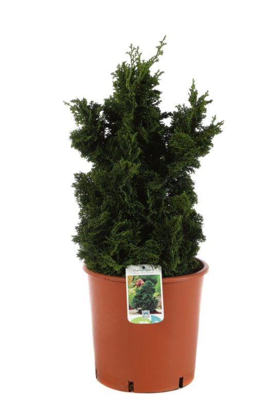 chamaecyparis obtusa nana gracilis