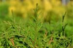 chamaecyparis obtusa pygmaea 1