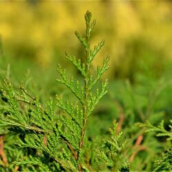 chamaecyparis obtusa pygmaea 1