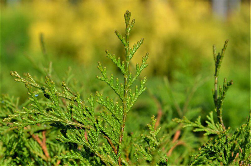 chamaecyparis obtusa pygmaea 1