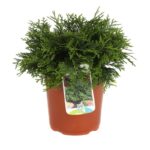 chamaecyparis obtusa pygmaea 3