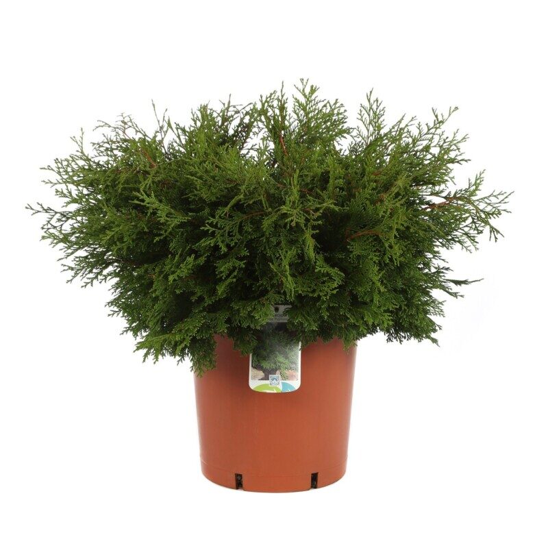 chamaecyparis obtusa pygmaea