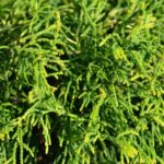 chamaecyparis obtusa tsatsumi gold