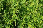 chamaecyparis obtusa tsatsumi gold