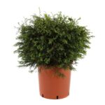 chamaecyparis obtusa tsatsumi gold 2