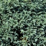 chamaecyparis pisifera baby blue