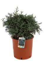 chamaecyparis pisifera baby blue 2