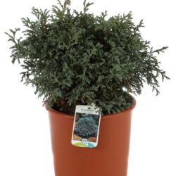 chamaecyparis pisifera baby blue 2