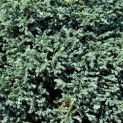 chamaecyparis pisifera baby blue