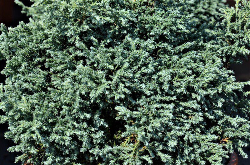 chamaecyparis pisifera baby blue chamaecyparis pisifera baby blue