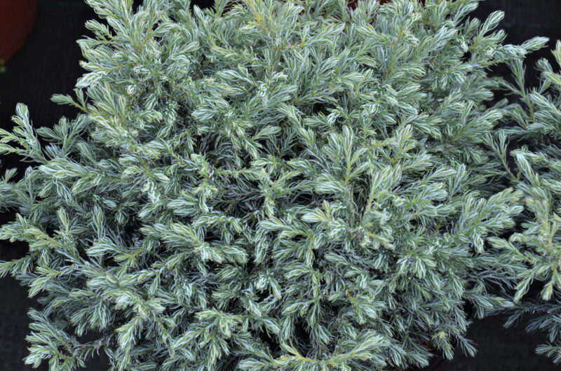 chamaecyparis pisifera boulevard 1