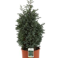 chamaecyparis pisifera boulevard
