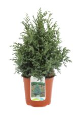 chamaecyparis pisifera boulevard 3