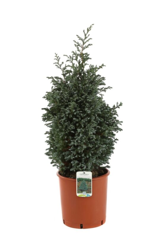 chamaecyparis pisifera boulevard