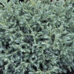 chamaecyparis pisifera boulevard pon pon