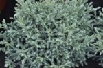 chamaecyparis pisifera boulevard pon pon