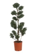 chamaecyparis pisifera boulevard pon pon 2