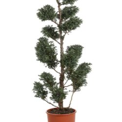 chamaecyparis pisifera boulevard pon pon 2