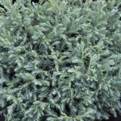 chamaecyparis pisifera boulevard pon pon