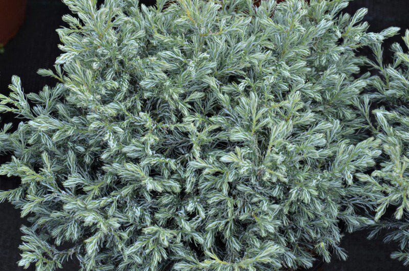 chamaecyparis pisifera boulevard pon pon chamaecyparis pisifera boulevard pon pon