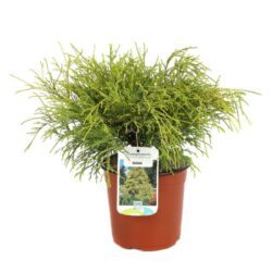 chamaecyparis pisifera filifera aurea nana 1