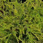 chamaecyparis pisifera filifera aurea nana 2