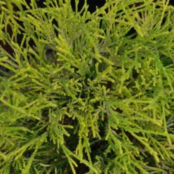 chamaecyparis pisifera filifera aurea nana 2