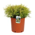 chamaecyparis pisifera filifera aurea nana 4