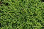 chamaecyparis pisifera filifera sungold 1