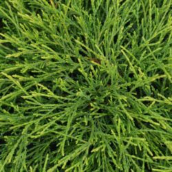 chamaecyparis pisifera filifera sungold 1