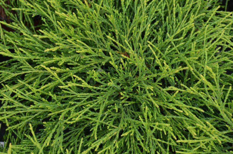 chamaecyparis pisifera filifera sungold 1