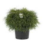 chamaecyparis pisifera filifera sungold